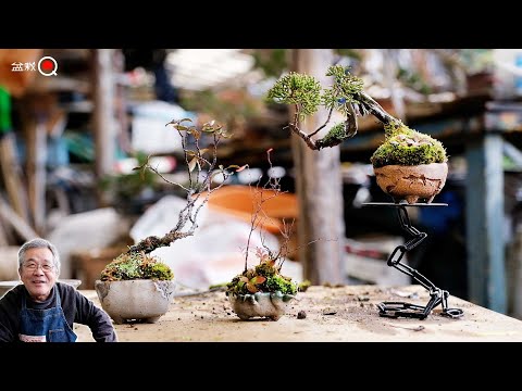 A pot that won't look strange even if you plant an old tree? Mr. Kawasaki's replanting [Bonsai Q]