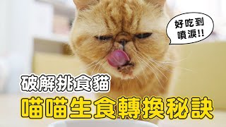 【貓奴必看】屢試不爽！貓咪生食轉換秘訣