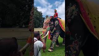 Mysore Dasara 2024 elephant bheema playing in palace #mysoredasara #bheema #elephant