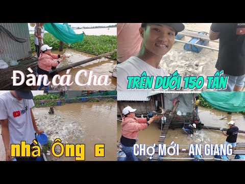 Đàng Cá Cha Khủng Thiên nhiên Trên Dưới hơn 150 Tấn Tại nhà ông 6 ở chợ Mới An Giang.