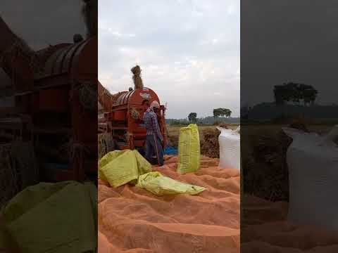 live paddy harvesting I krishak bandhu I Farmer I paddy Farming #agriculture