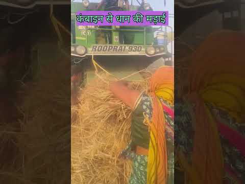 धान की मड़ाई देशी जुगाड #agriculture #treding #vairal #कंबाइन मशीनें #