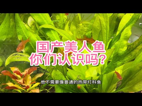 国产美人鱼，你们都认识吗？