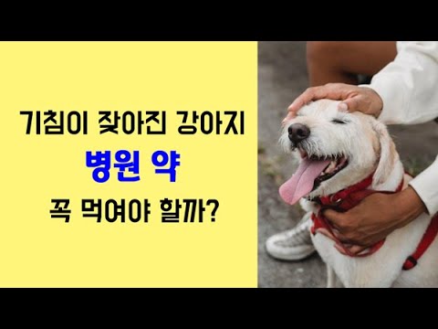 [강아지 기침 상담] 기침이 잦아진 강아지 약 꼭 먹여야 할까?