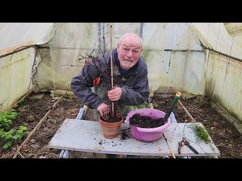 Comment faire des boutures de vos belles clématites?