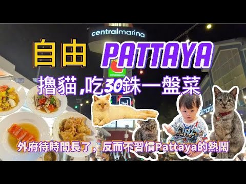 自由Pattaya，擼貓，吃30泰銖一盤菜