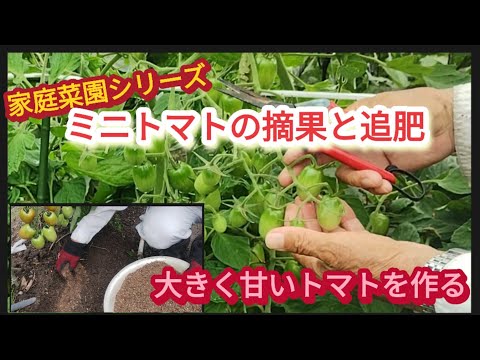 【ミニトマトの摘果と追肥】甘くて大きなミニトマトを作る【家庭菜園シリーズ】