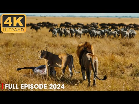 LION OF SAVANNAH | Kings of Africa's Wildlife | Nature Animal Documentary