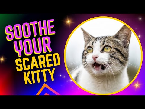 How to Comfort A Scared Cat?