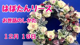 葉ぼたんハンギングリース葉牡丹がこんなにかわいいなんてお世話のしかた