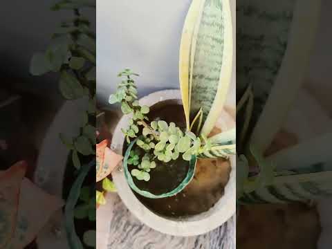 Zed plant kaise grow kare #trendingshorts #viralvideo