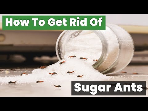 How to Get Rid of Sugar Ants – Fast and Easy Home Solution!