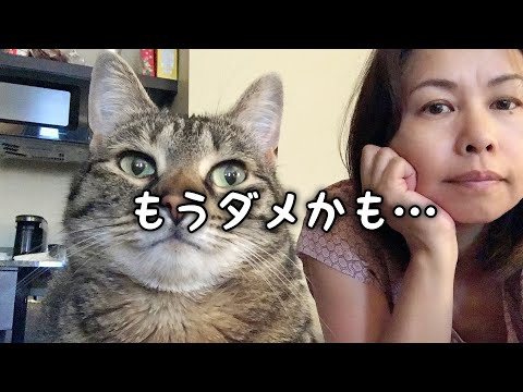 【🇺🇸→🇯🇵引越し】書類が間に合わない💦日本帰国５-３日前 | 5-3 DAYS BEFORE MOVING TO JAPAN - WHY IS THIS HAPPENING TO US?(#193)