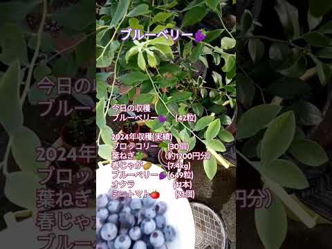 ブルーベリー🍇収穫🧺しました🍇 #shortsfeed #家庭菜園 #ブルーベリー栽培