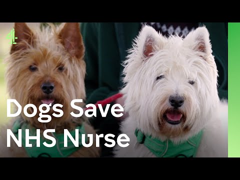 Dogs save NHS nurse  | The Dog House 🐶 | Jock & Macy the terriers