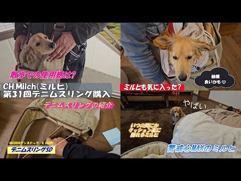 第31回デニムスリング購入　 #カニンヘンダックス  #ダックスフンド  #子犬  #ミニチュアダックス  #犬のいる暮らし #ペット動画 #犬グッズ