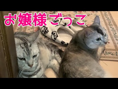 【関西弁をしゃべる猫】お嬢様ごっこでばあやを怒らしちゃった！おしゃべりペット