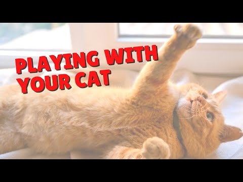 Why You Should Be Playing With Your Cat | Two Crazy Cat Ladies