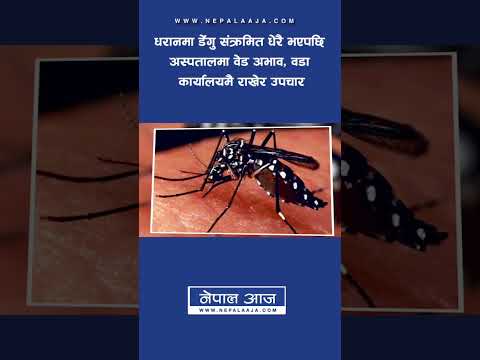 धरानमा डेंगु संक्रमित धेरै भएपछि अस्पतालमा वेड अभाव, वडा कार्यालयमै राखेर उपचार