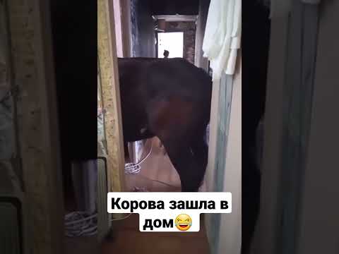 Корова зашла в жилой дом😂