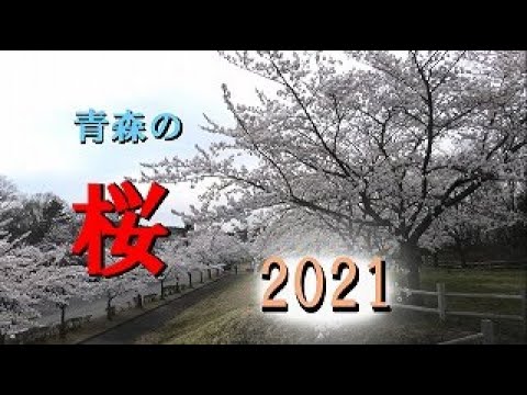 【青森県南部地域】桜のみ　動画2021