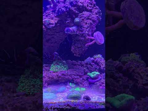 Beautiful 15-gallon Innovative Marine mixed reef