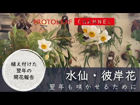 【水仙・彼岸花】翌年も花を咲かせるために  〜植え付けてから2度目の水仙の開花報告〜