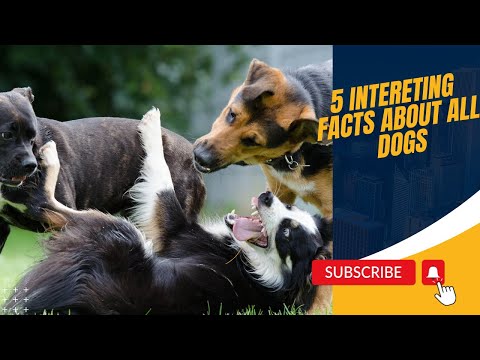 5 INTERESTING FACTS ABOUT ALL DOGS YOU WOULD WANT TO KNOW