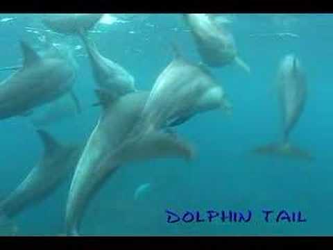 御蔵島イルカ　mikura Is.　dolphin　080524　No.4