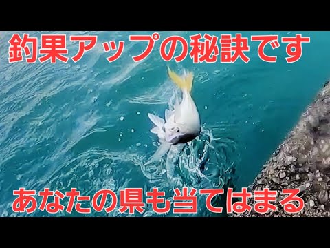 【アジング基礎知識】もう迷わない！鯵の行動パターン