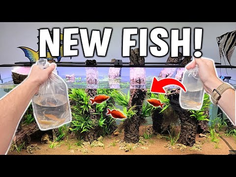 Adding RED FISH From The Internet To My Planted Aquarium!