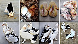 pigeon baby growing 🐣 | pigeon growth 😍 | day 1 to 30 days 🕊️ #allpigeonbreeds