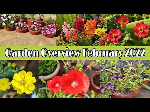 Terrace Garden Overview February 2022//Spring Garden🏡 Tour