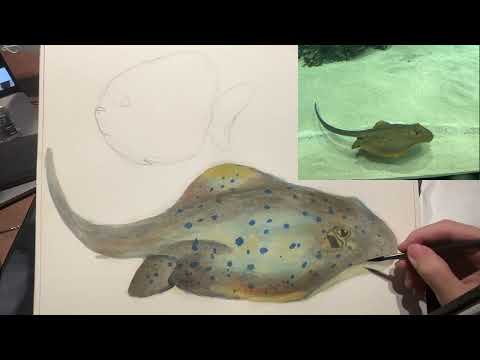 Watercolor: Blue spot stingray & angle fish (藍斑條尾魟&神仙魚水彩畫)