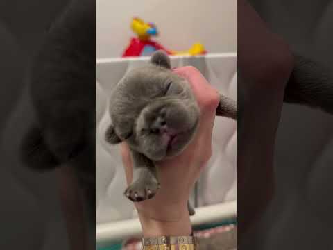 8 day old Frenchie Puppy 💕 #frenchbulldog #puppy #dog #whelping #viralvideo #cute #tiny #love