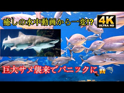 【絶景】母島の透明な海をシュノーケリングで探検！絶対行きたい水中映像4K The underwater world of Hahajima, Ogasawara Islands