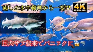 【絶景】母島の透明な海をシュノーケリングで探検！絶対行きたい水中映像4K The underwater world of Hahajima, Ogasawara Islands