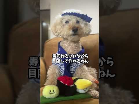 お寿司屋さんになった犬 #トイプードル #shorts  #cute #sushi#funnyshorts #toypoodle