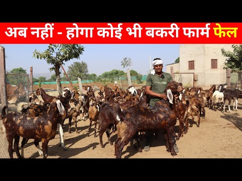 अब होगी बकरी पालन से लाखो की कमाई I Goat farming I Bakri Palan