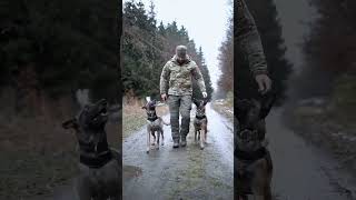 #k9 #dog #dogsoftiktok #tactical#dogtraining #malions#k9trainer #asmrvideo