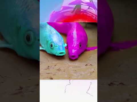 oh wow - Fish🐠🐡#shorts #shortvideo #funny #stopmotion #trendingshorts #trendingvideo #cuckoo