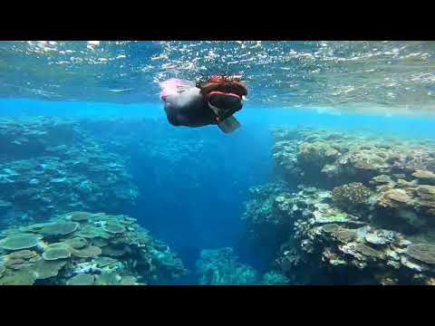 石垣島米原～青の洞窟アウトリーフ