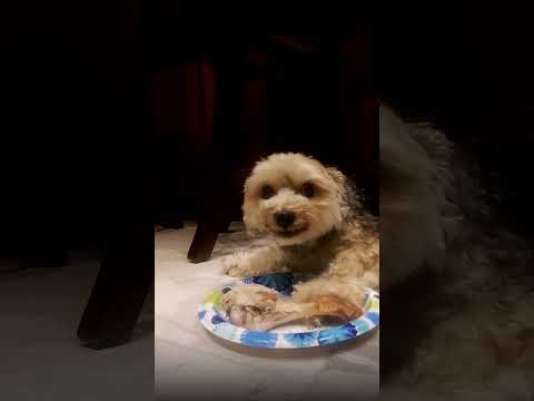 Angry Dog Won't Share Turkey Leg  | From the Vault