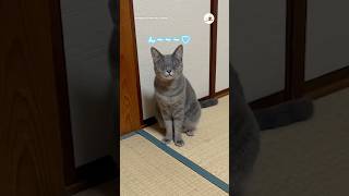 猫様のお返事が最高すぎる…｜PECO #猫の鳴き声 #保護猫 #愛猫家 #保護猫のいる暮らし #meowingcat #meowingfunny #rescuedcat #catlover