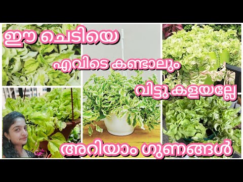 Pedilanthus Curly Pink Plant ആർക്കും ഈസിയായി വളർത്താം|gardening malayalam