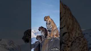 Majestic Snow Leopard Family in Stunning Snowy Habitat | Rare Wildlife Moments