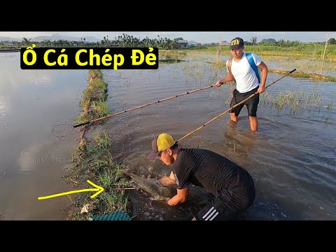 Cận Cảnh Kích Trúng Ổ Cá Chép Đang Quấn Đẻ Trên Ruộng Lúa | Thú Vui 3 Miền