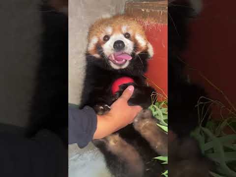 The red panda is so cute when she refuses the apple.