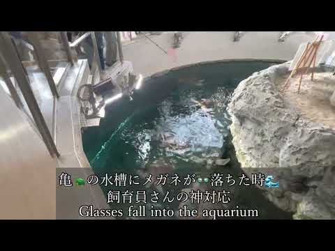 カメの水槽に眼鏡が落ちた‼️ 飼育員さんの神対応 名古屋港水族館 / Glasses fall into the aquarium