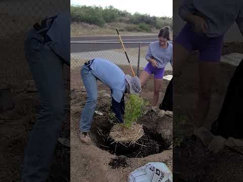 Planting fruit tree to harvest rain water!  #rainwaterharvesting #plantingtrees #permaculture